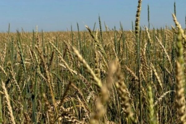2026 егін науқаны: ыстық пен қуаңшылық астық өніміне әсер етуде