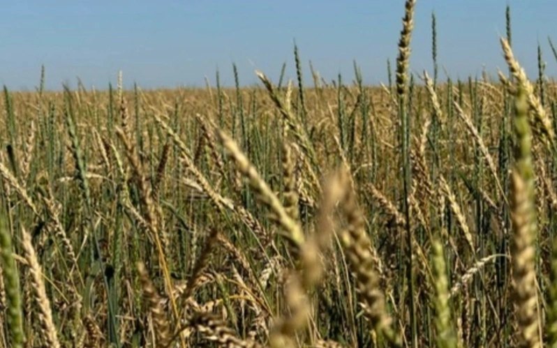 2026 егін науқаны: ыстық пен қуаңшылық астық өніміне әсер етуде