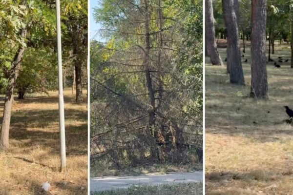 Алматыдағы «Атакент» ағаштарының қурауына қатысты әкімдік жауап берді