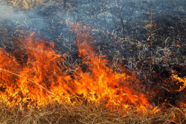 Жітіқарадағы өртті сөндіруге 189 адам жұмылдырылды